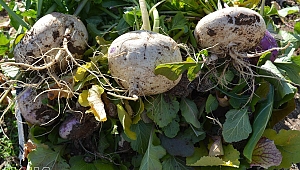 Gercüş şalgamı yeniden hayat buluyor