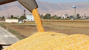 Mardin Ovası'nda mısır hasadı başladı 