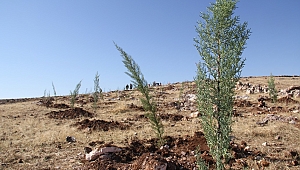 Midyat'ta 10 bin fidan toprakla buluştu