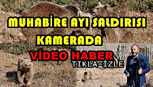 Muhabire ayı saldırısı kamerada 