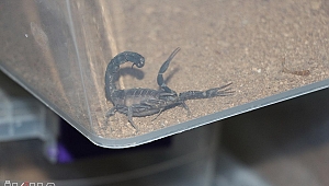 Zehri için akrep yetiştirilen eve baskın! 