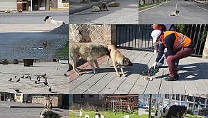 Sokağa çıkma yasağı nedeniyle boşalan sokak ve caddeler hayvanlara kaldı