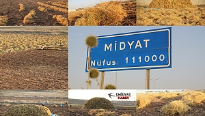 Midyat’ta mercimek hasadı başladı