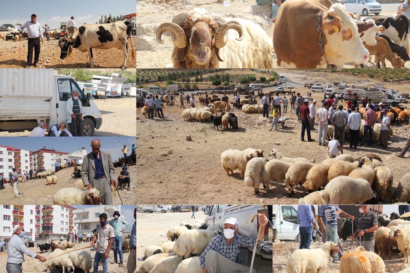 Coronavirus hayvan pazarlarını da vurdu, kurbanlıklar elde kaldı