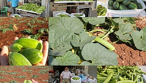 Midyat’ın yeşil altını acur tezgahlardaki yerini aldı 