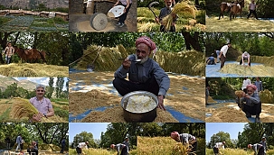 Bir asırdır imece usulüyle ekilen Kursunç pirincinin hasadına başlandı 