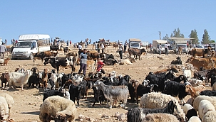 Midyat'ta kurbanlıklar alıcılarını bekliyor