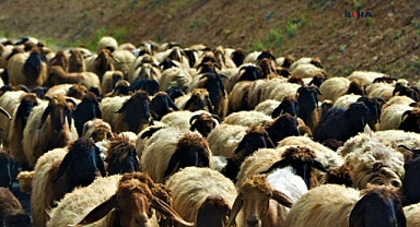 Kurban, toplumsal kaynaşma ve merhamet duygularını pekiştirir