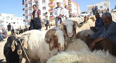 Kurbanlıklar pazarlardaki yerini aldı alıcılarını bekliyor