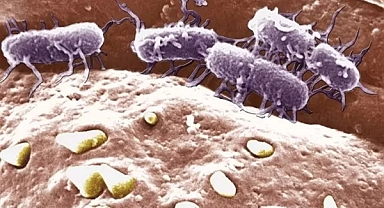 Tifo hastalığından korunmanın yolları 