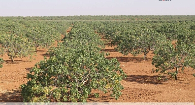 Mardin'de Antep fıstığı yetiştiriciliği tercih ediliyor 