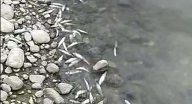 Mardin İl Müftü Yardımcısı Çiftçi: Hayvanın telef edilerek avlanması vicdana da merhamete de sığmaz