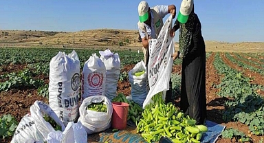 Coğrafi işaretli Midyat Acuru yetiştiricilerine üretim desteği
