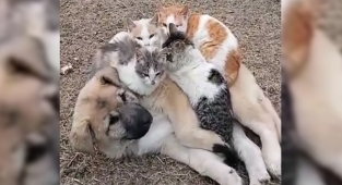 Kediler ve köpek yavrusunun dostluğu görenleri şaşırttı