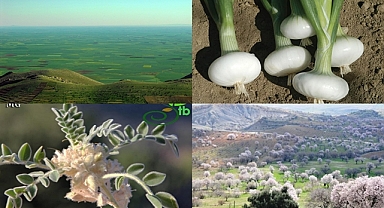 Mardin’de 48’i endemik 622 bitki türü bulunuyor