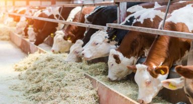 Afet bölgesindeki hayvan yetiştiricilerine yem desteği