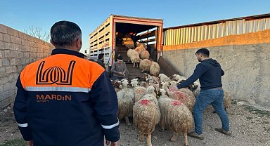 Mardin'de depremzede çiftçilere canlı hayvan desteği