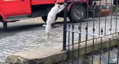 Kedinin serçeyi avladığı anlar kameralara yansıdı