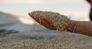 Buğday pazarı esnafı bu seneki mahsulden memnun
