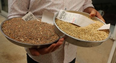 Buğday ve arpa piyasası canlandı