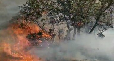 Mardin'deki yangında 250 dönüm alan zarar gördü