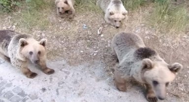 Nemrut'ta boz ayılar kamp kuranlara böyle saldırdı