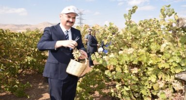 Gercüş Mezrone Üzümü coğrafi işaret tescil belgesi aldı