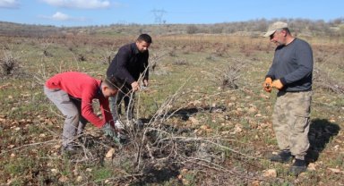 Bağ budamada dikkat edilmesi gerekenler nelerdir?