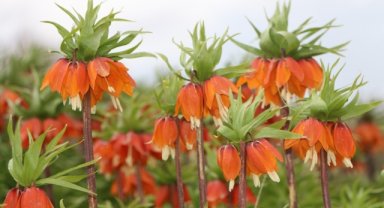 Ters Lale koparmanın cezası 577 bin TL