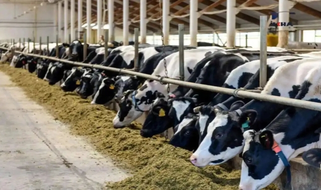 Veteriner hekimlerden uyarı: Şap hastalığına karşı tek çare aşılama