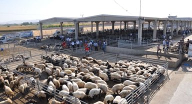 Hayvancılık destekleme listeleri askıya çıkarılıyor