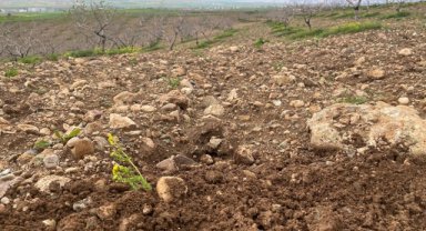 Aşırı yağışlar meyve bahçelerini tehdit ediyor: Uzmanlardan kritik uyarılar