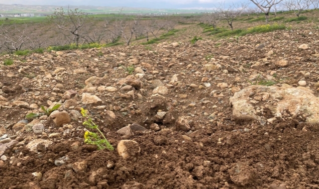 Aşırı yağışlar meyve bahçelerini tehdit ediyor: Uzmanlardan kritik uyarılar
