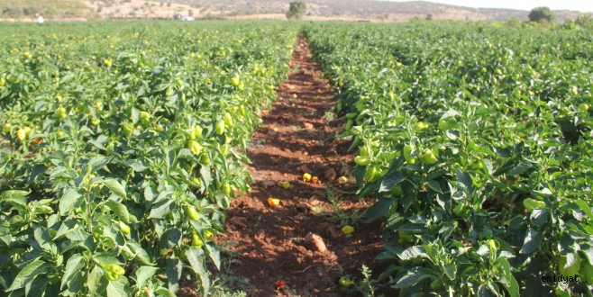 "Alternatif Ürün Projesi"nde yüksek verim