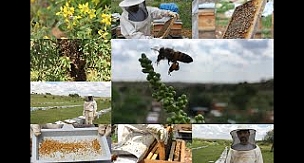 Yaratılış harikası balın üretim safhaları